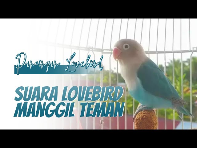 Suara Lovebird Ngekek Memanggil Teman class=