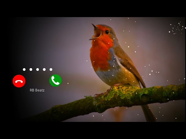 Bird Bgm Ringtones, Bird chirping, Instrumental ringtone, Bird Sound ringtones class=