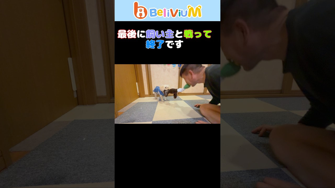 🎂誕生日プレゼント🎁で遊んでみました#BeliViuM#知育玩具#アヒルのおもちゃ
