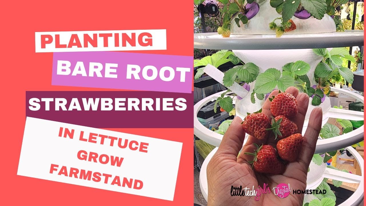 Planting Bare Root Strawberries in the Lettuce Grow Farmstand YouTube
