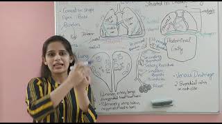 Lungs Anatomy