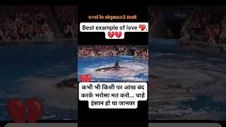 Download Lagu esika love dolphin attack 😪😪 #dolfhin #esika MP3