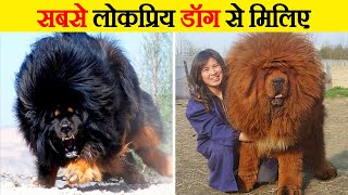 इन डॉग को देख कर दंग रह जाएंगे | You will be stunned to see these Dogs by Wild Gravity 24,955 views 5 months ago 10 minutes, 30 seconds