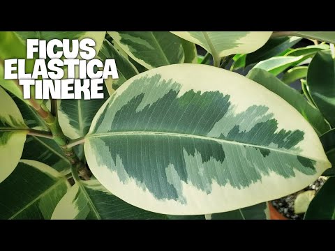 HOW TO CARE FOR FICUS ELASTICA TINEKE | Rubber Plant Care And Propagation