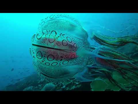 The Chirodectes (an incredibly rare genus of box jellyfish) seen just twice.