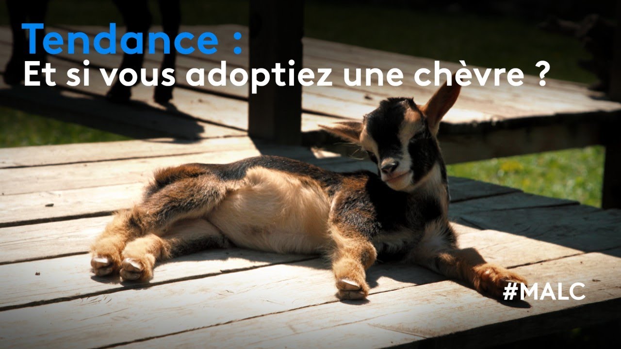 Tendance : et si vous adoptiez une chèvre ?