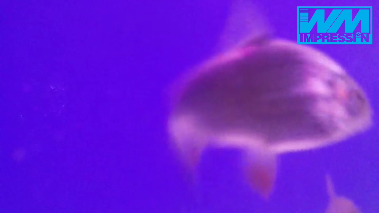 Red cheek kelah in house YouTube