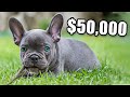 Why Are French Bulldogs Are So Expensive? の動画、YouTube動画。