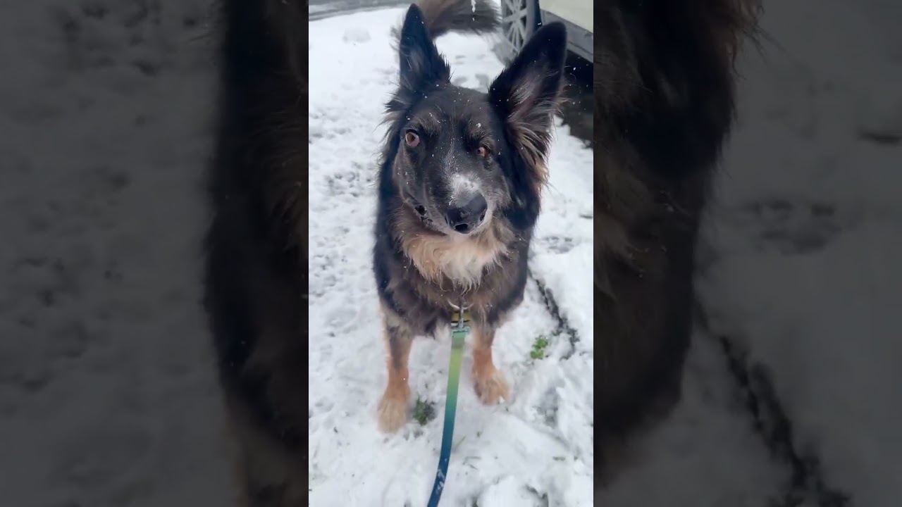 Best Boy Brodie YouTube