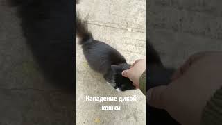 страшное нападение дикого хищника (котика)