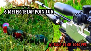 Berburu ayam hutan || nyanggong di jarak 6 meter tetap poin lur