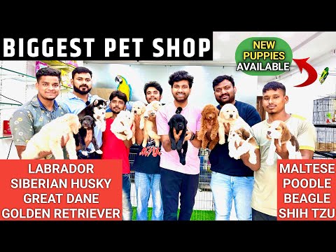 Hyderabad Best Quality x Best Price Pet Shop | Full Details | Breed-Maintainence-New Puppies