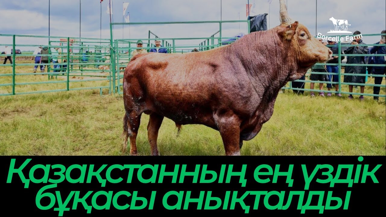 Қазақстанның ең үздік бұқасы анықталды