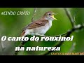 O Lindo Canto do Rouxinol na Natureza