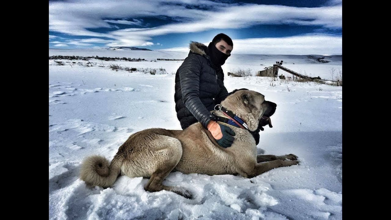 Turkish Shepherd Dogs Kangal Malakli Boz Yoruk Akbas Capar Ve Anadolu Coban Kopegi Youtube 2021 Kangal Kopegi Komik Hayvan Videolari Kopek Turleri