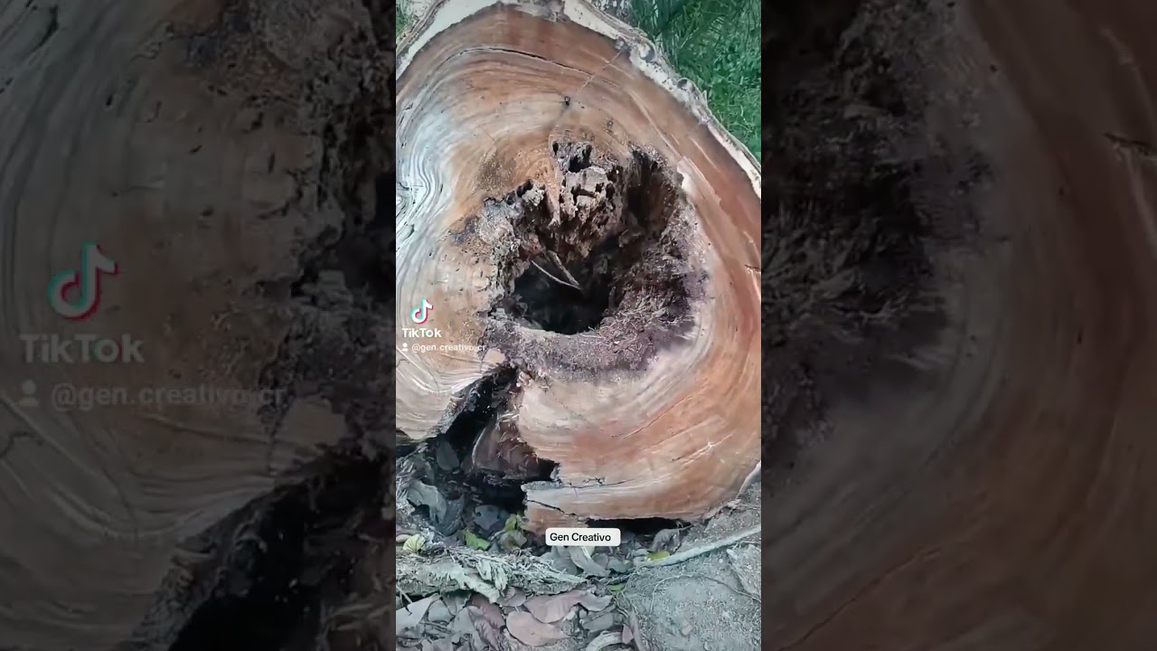 Curioso artista David Villalobos