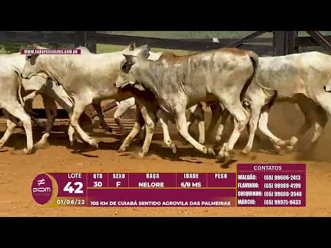 lote 42 - 30 FÊMEAS NELORE 6/8 MS