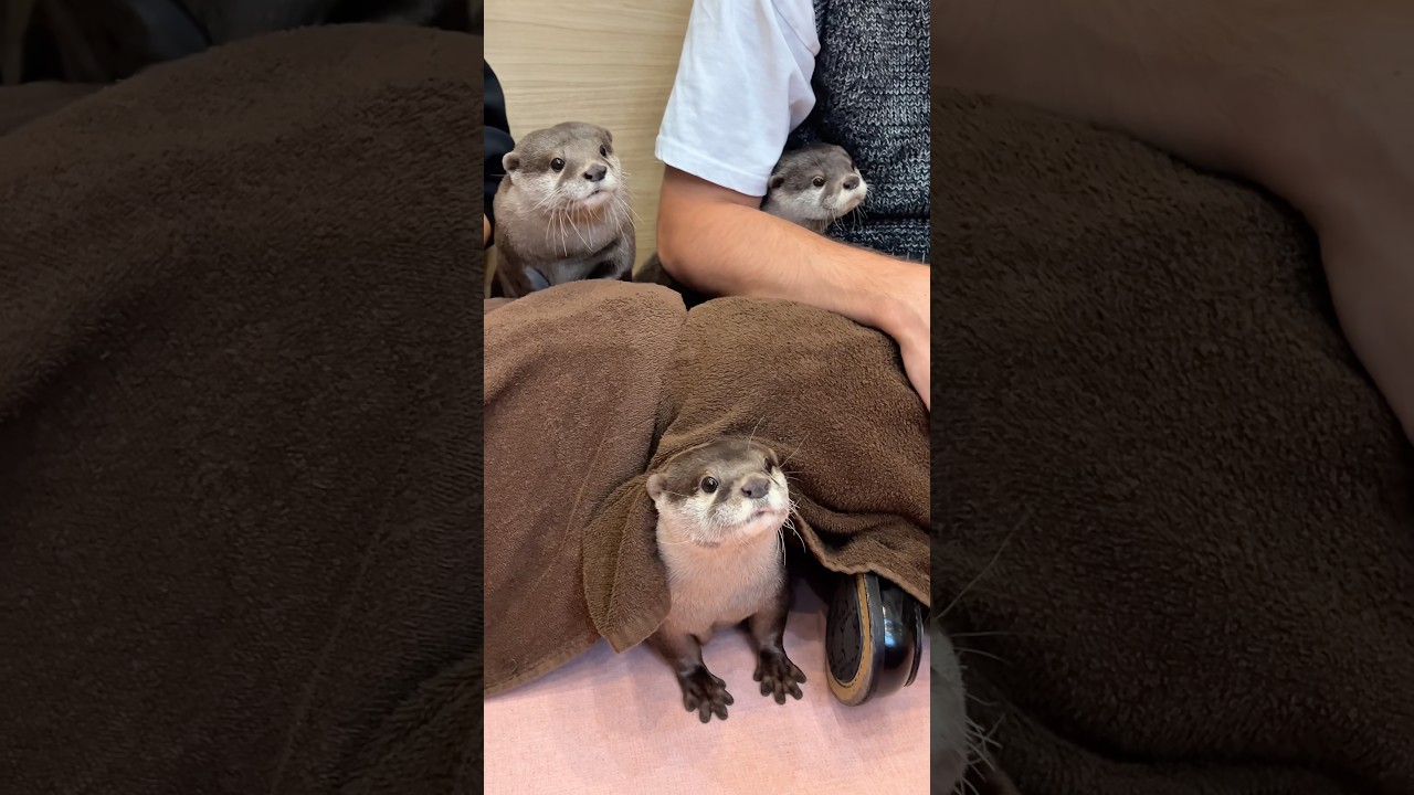 ひょっこりカワウソファミリー #shorts