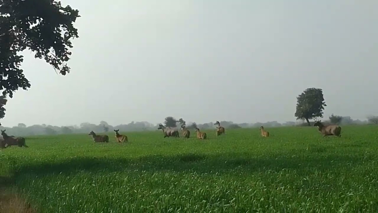 निल गाय - farmar-ka vlog