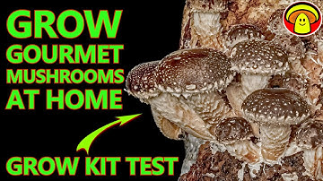 Testing Grow Kits of German Mushroom Growers | Shiitake Mushroom Time Lapse