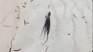 Oktopus Pulau Taupan Togian-Inseln Sulawesi