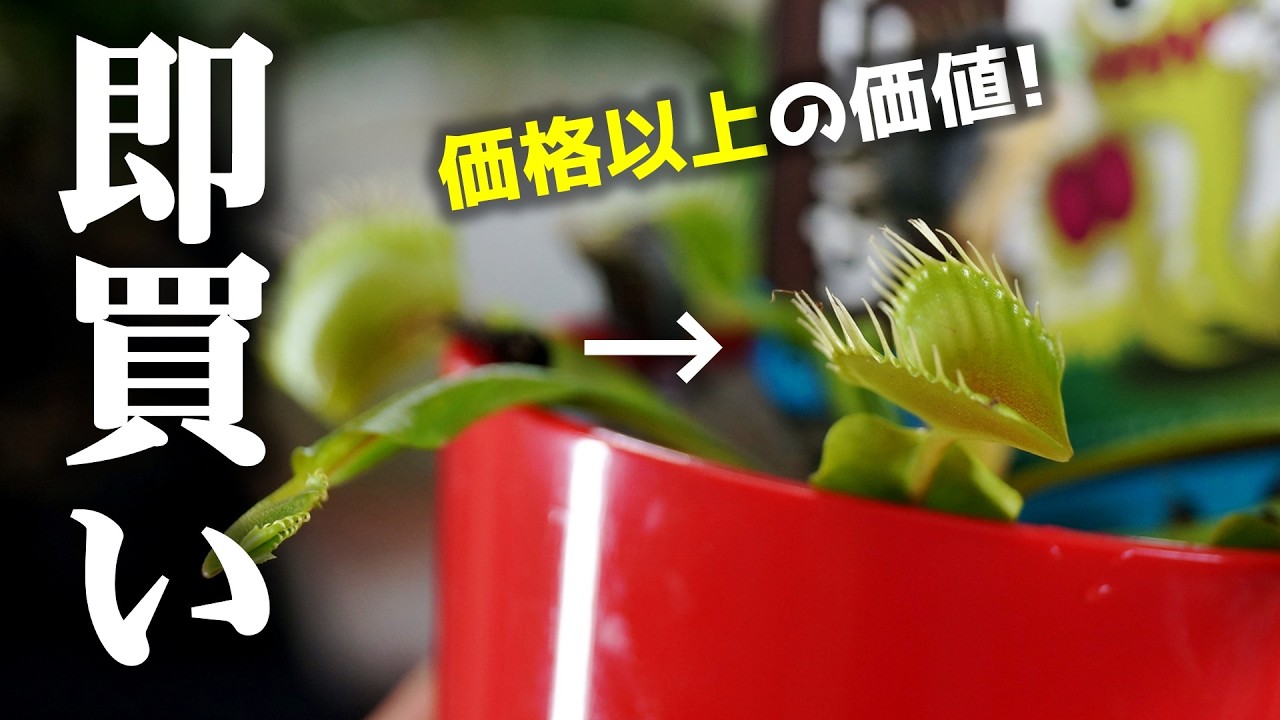 【知らなきゃ損】”レアもの”が紛れ込んでいる観葉植物がこちら♪【食虫植物ハエトリソウ】