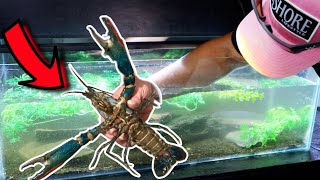 The Blue Lobster Meme is Real Hundreds of Crawfish Babies! by Joey Slay Em 18,982 views 1 year ago 15 minutes
