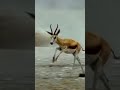 Lion Attacks Antelope #wildlife #animals #shortvideo #viral #safari #lion #antelopes