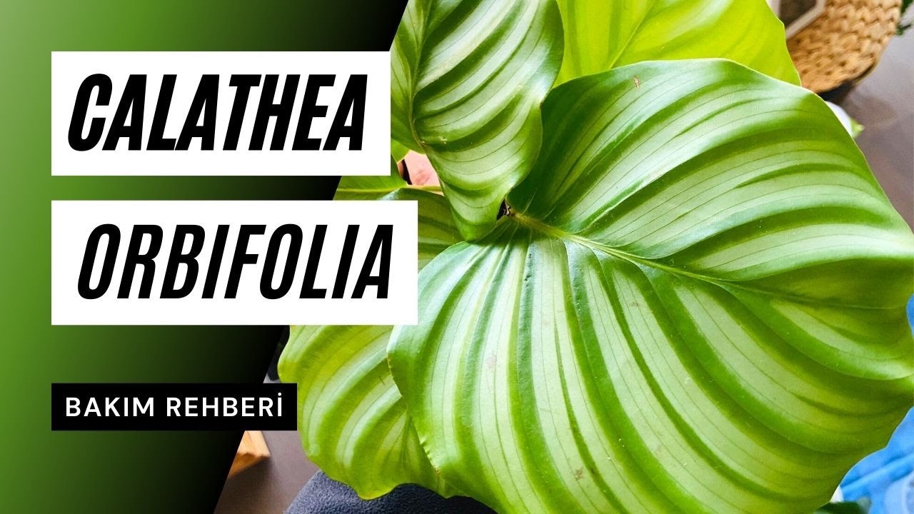 Calathea orbifolia bakımı 👩‍🌾: | Ev Yeşili