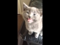 The kitten that roars like a lion!