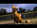 Wild Fox Steals My Phone - The Story of Our Local Fox &quot;Swiper&quot;