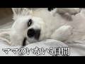 寂しさで感情が溢れてしまいました・・・