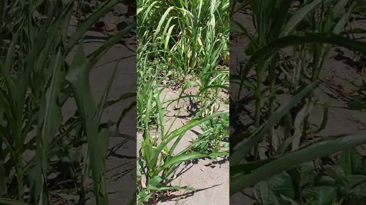 Falta da chuva compromete a produção agrícola 24/25#youtube#Moçambique#
