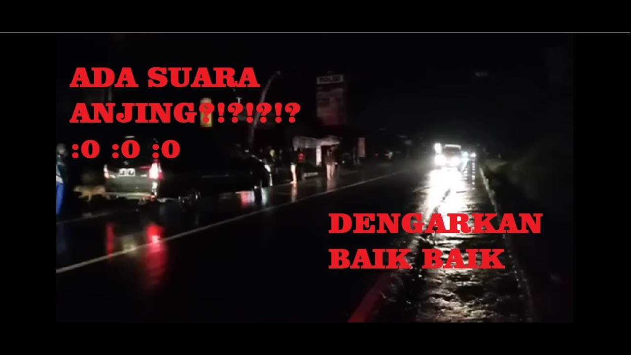 PERHATIKAN SUARA ANJING INI PADA SAAT TERJADI GEMPA HARI