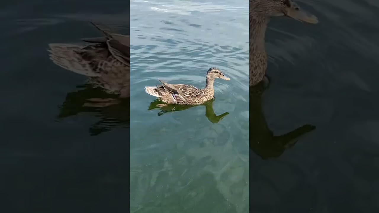 Brněnská přehrada - Prýgl - duckrodinka ❤️ 
