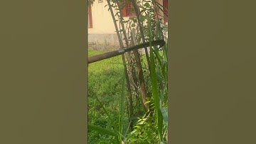 Tôi làm con dao quắm phát rẫy bằng thép nhíp Mỹ chặt cây như chặt chuối vậy