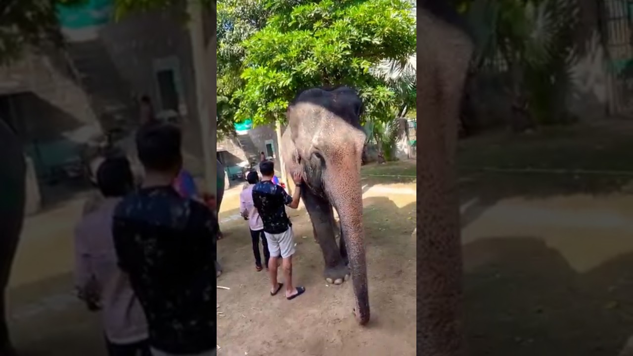 😱Haathi Ke Rang 🎨🐘”✨ with Elephant fun park #shorts