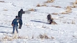 Alberta wildlife officer frees two deer with entwined antlers in a single shot
