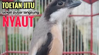 Download Lagu Suara Pancingan Cendet Gacor Toet Toet Hanya Sekali Putar Spontan Bikin Cendet Lain Nyaut Emosi MP3