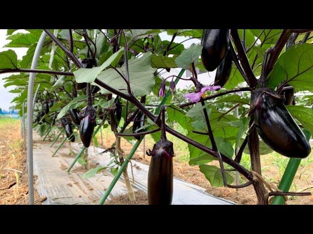茄子 3本仕立て栽培 下葉の処理 Eggplant 19 6 6 Youtube