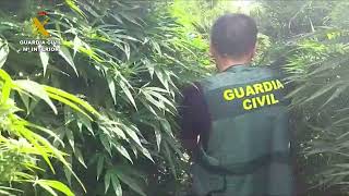 2022-12-09_plantacion_marihuana_vizcaya