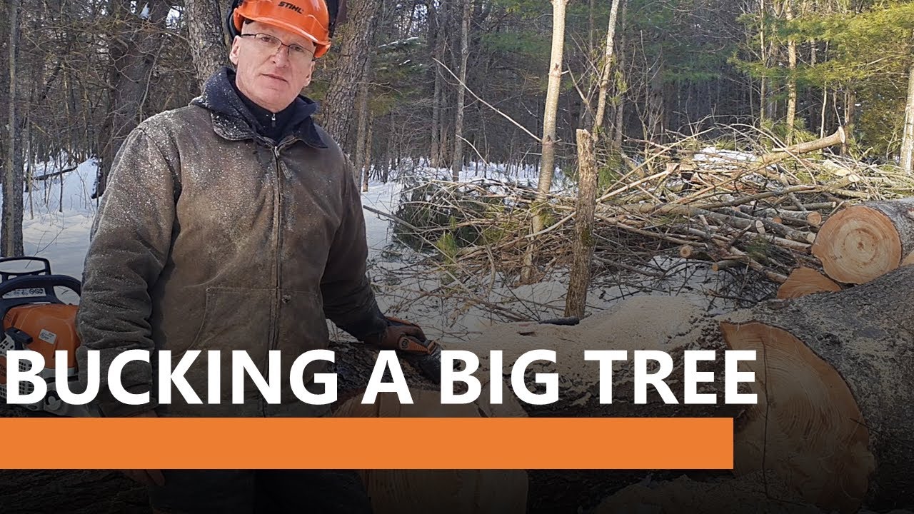 19 - Bucking a big tree - White Pine - Part 4 * Stihl MS 391 Stihl 038 ...