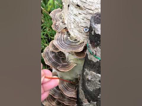 Unexpected Guest 😱#turkeytail #hongos #growingmushrooms #манатарка #cep ...