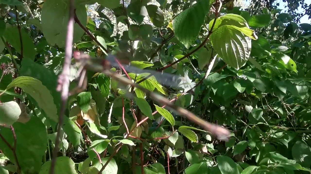 Willow Emerald Damselfly 