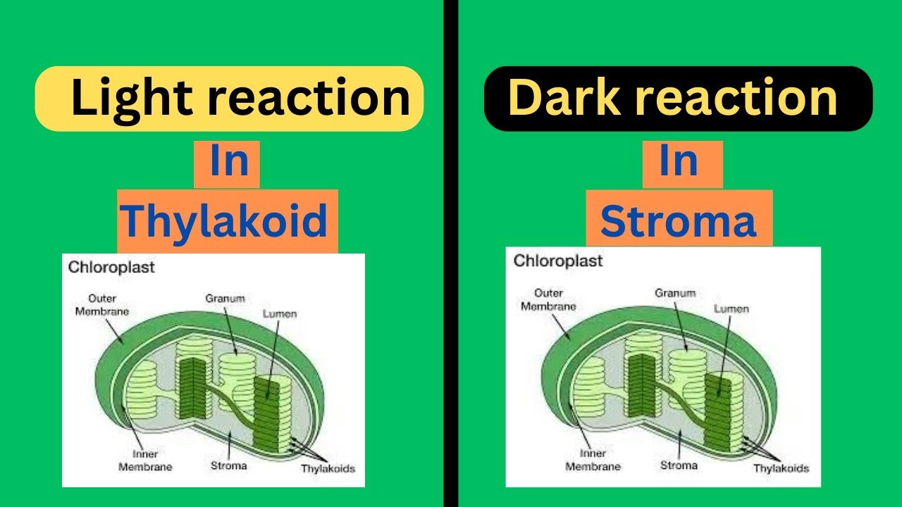 Neet2023 (May)|Tamil| Light and Dark Reaction|Photosynthesis|#neet # ...