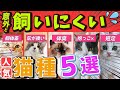 【実は飼いにくい一面がある"人気猫種"5選!】飼う時に注意が必要な種類の飼い方やお迎えの工夫を現役猫ブリーダーがご紹介!