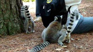 The lemurs and the backpack