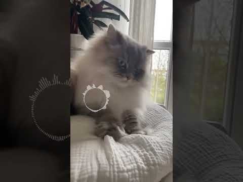 #cat #relax #catlover #прикольныекоты #kitten #kitty #shortvideo
