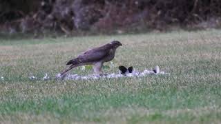 Sparrow Hawk on a fresh Kill.