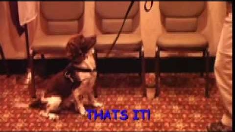 ScentLogix Testing on Explosive K9